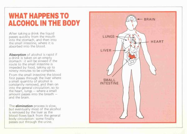 The Facts About Drinking and Driving - Page 5